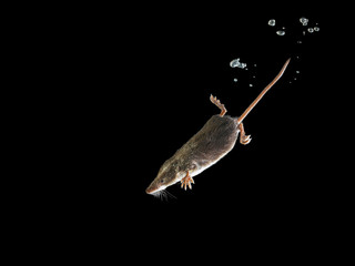 Diving Water Shrew in water on black background