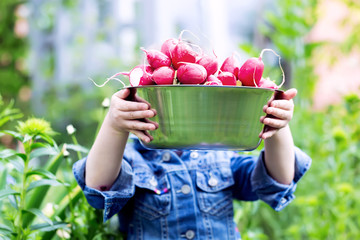 Childs hands holding a bowl full of harvested radishes from the