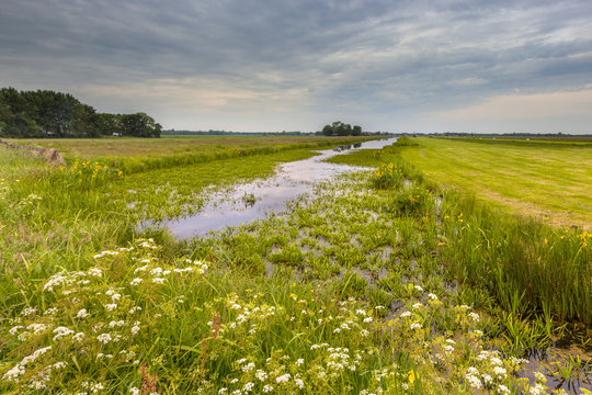Canal with Water Soldier vegetation