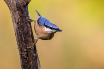 Eurasian nuthatch looking