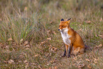 Red fox in natural invironment