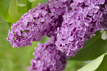 lilac flower purple