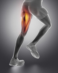 Thigh man muscle anatomy