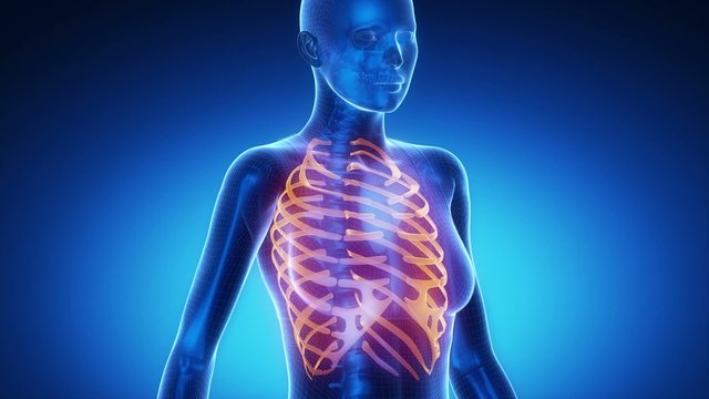 RIBS  bone skeleton x-ray scan in blue