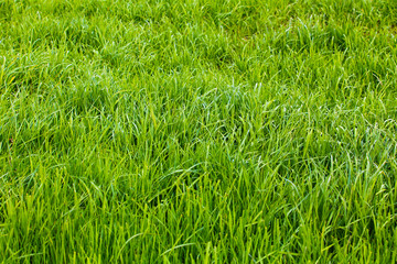 Background of a green grass.  Green grass texture