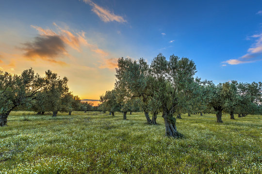Olive grove at sunrise