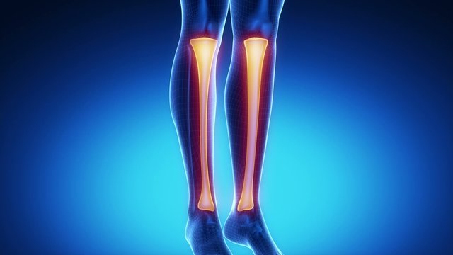 TIBIA bone skeleton x-ray scan in blue