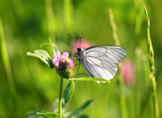 White butterfly sits on a clover