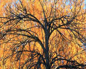 Tree on a background of yellow foliage