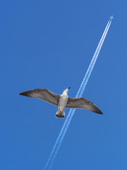 Seagull bird dreams of becoming an airplane