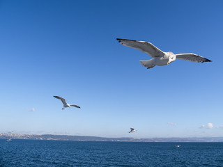 Fototapeta na wymiar Bird with forage fish flying over the ocean