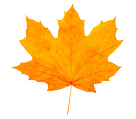 Autumn leaf. High quality.