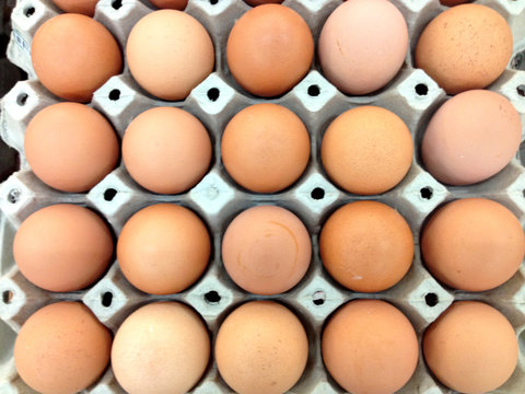 Egg panel