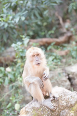 monkey on the stone  at Phuket thailand