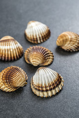Shell collection.