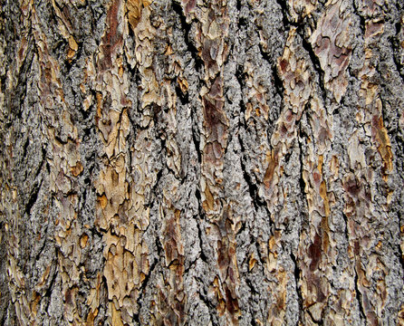 The texture of tree bark