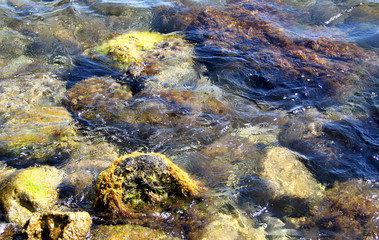 Transparent sea water with rocks and seaweed