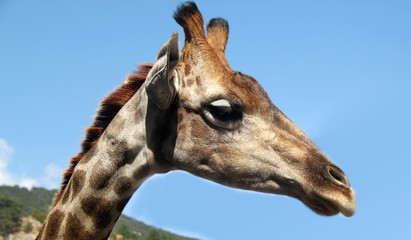 Obraz premium Portrait of a baby giraffe