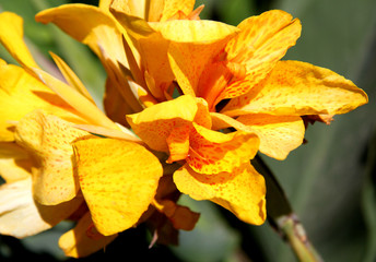 Big beautiful yellow flower