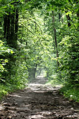 The road in spring forest in the morning