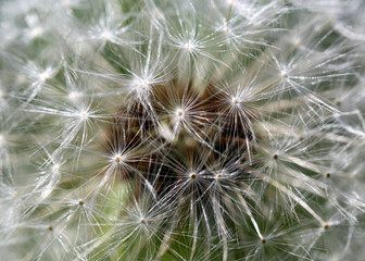 White spring dandelion flower close-up