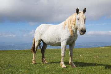 Naklejka premium Ritratto di un elegante cavallo bianco