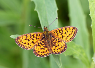 vector butterfly of orange color