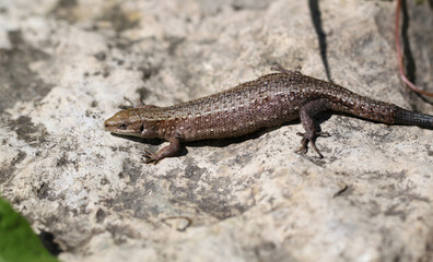 Small lizard on a rock