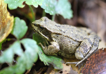 Green frog