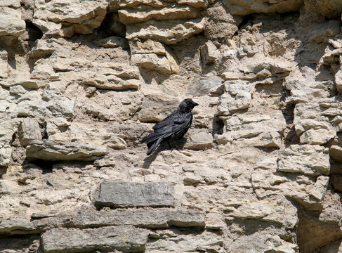 Jackdaw