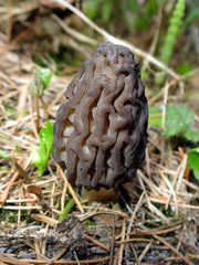 Wild Morel Mushroom in the Forest