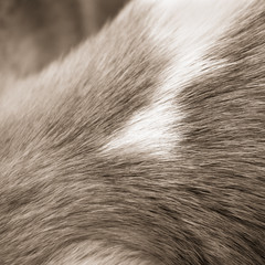 dog fur background 30)