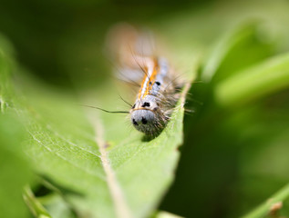 Caterpillar crawling on a green leaf