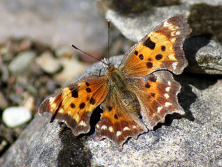 Green Comma Butterfly on a Rock