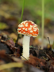 big red fly agaric