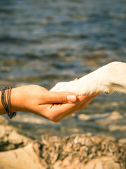 paw in hand (30)