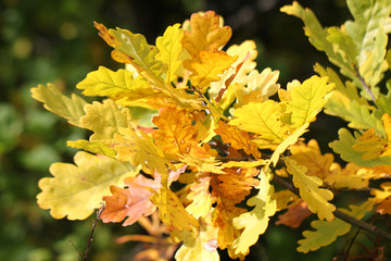 Beautiful yellow leaves of oak