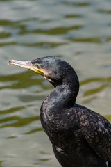 Portrait of a Cormorant (Phalacrocorax carbo)