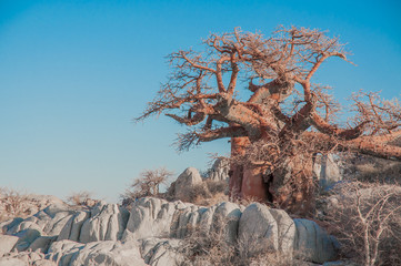 Ein Baobab-Baum zwischen Granitfelsen.