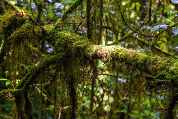 Fototapeta premium Beautiful rain forest at angka nature, Thailand