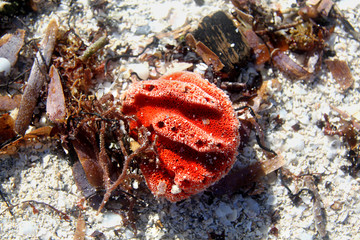 Red Sea sponge