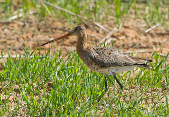 Black-tailed godwit female in the field