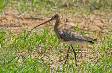 Black-tailed godwit female in the field