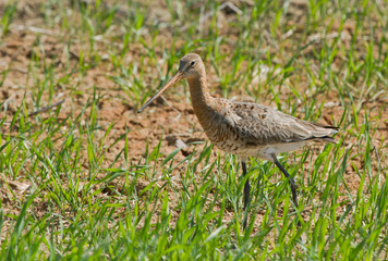 Black-tailed godwit female in the field