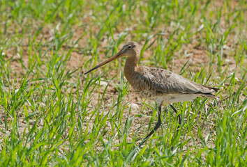 Black-tailed godwit female in the field