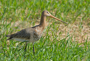 Black-tailed godwit female in the field