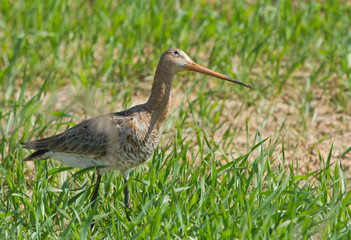 Black-tailed godwit female in the field