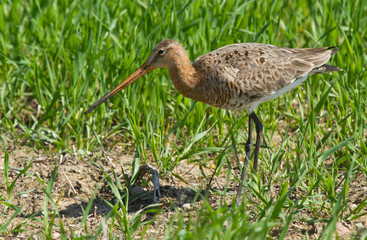 Black-tailed godwit female in the field