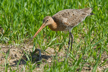 Black-tailed godwit female in the field