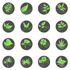 Leaf icon